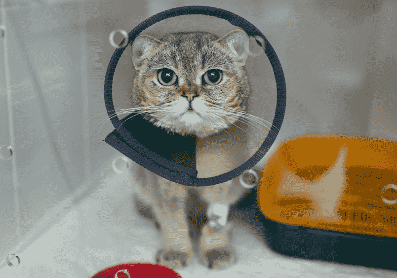 Cats After They Get Spayed