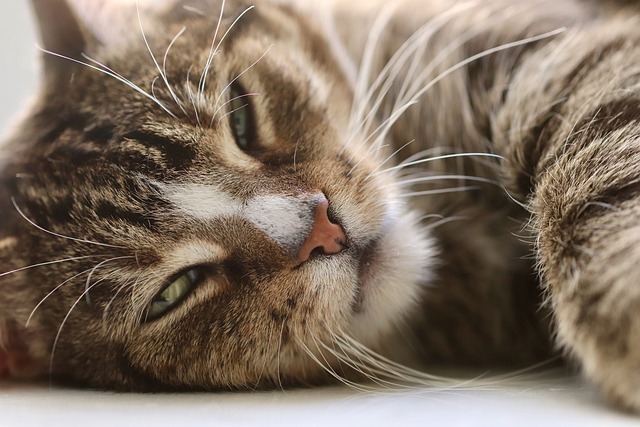 Cat's Constipation