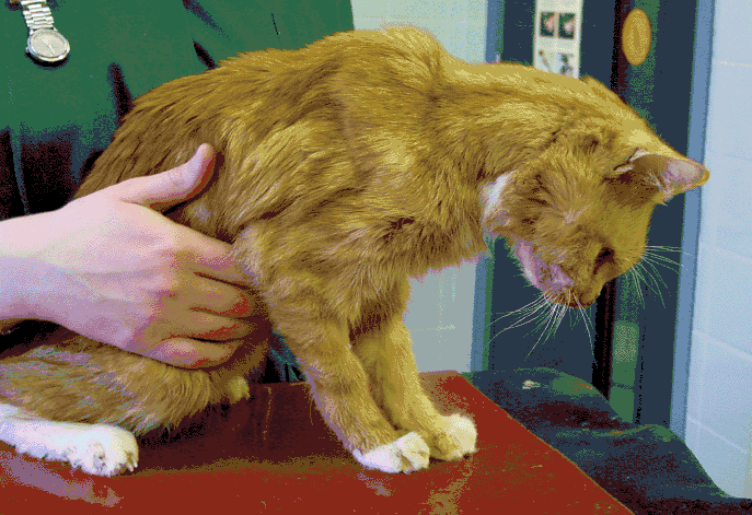 Cats with Kidney Disease