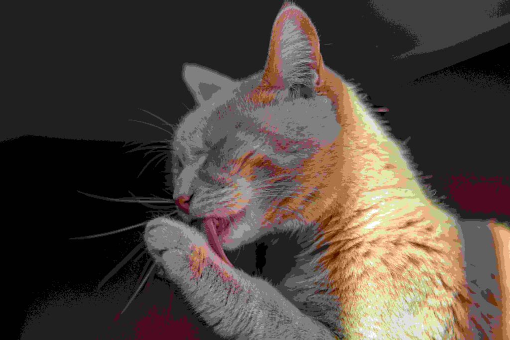 Cleaning a Cat’s Paws