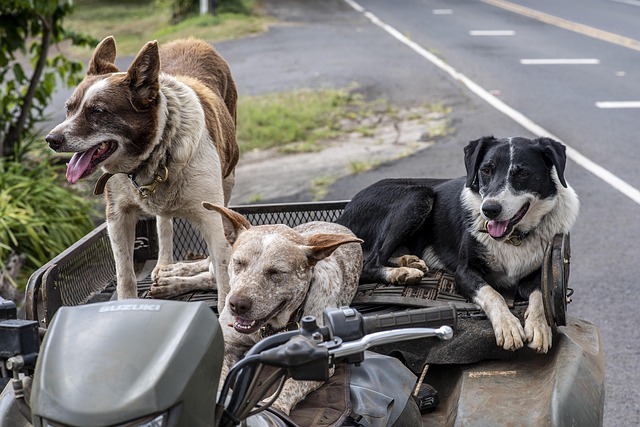 Deal With Stray Dogs