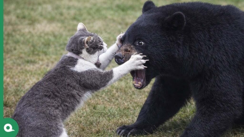 Do Black Bears Eat Cats