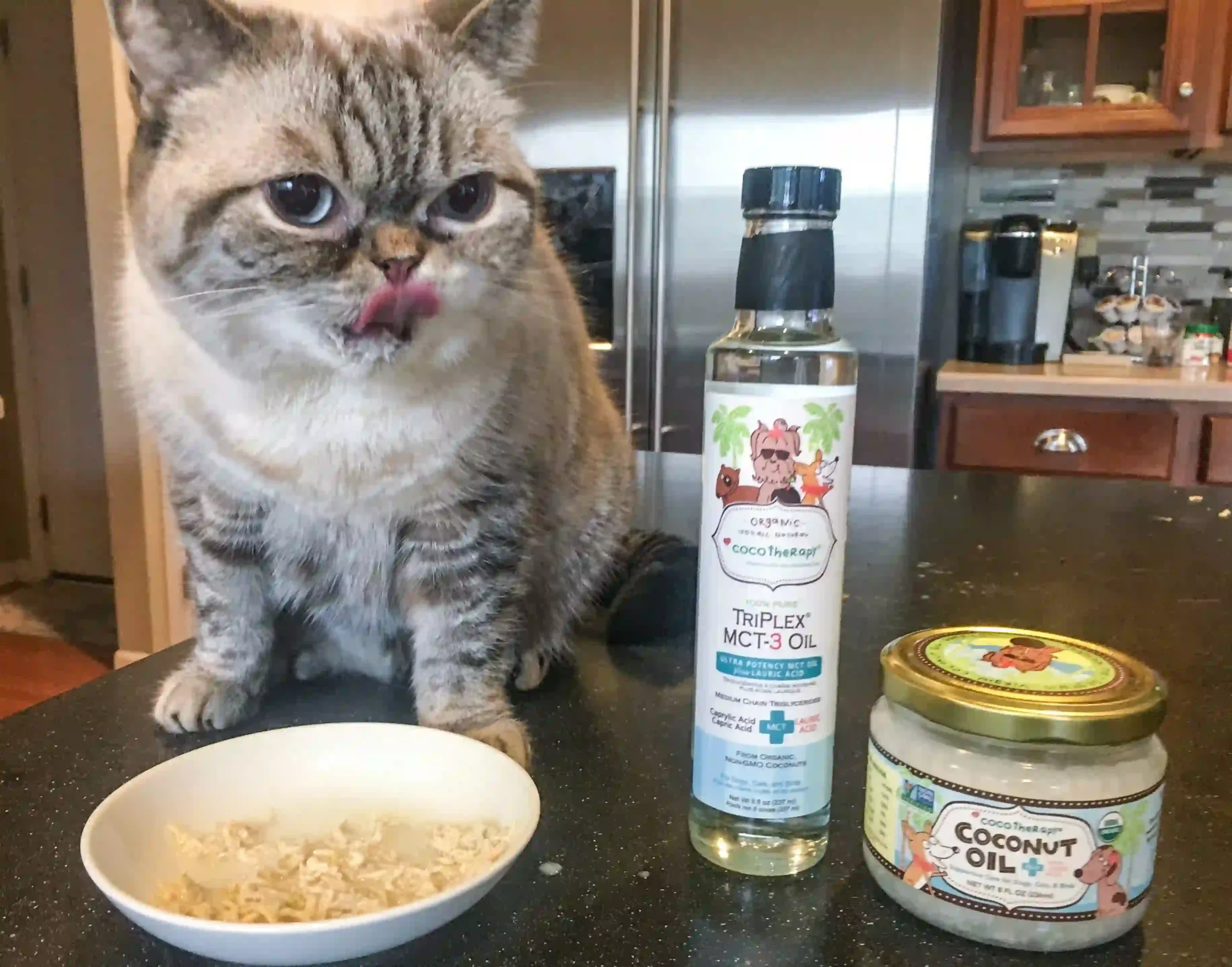 Do Cats Enjoy Coconut Oil