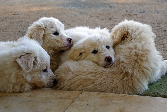 Do Dogs Understand the Loss of Their Siblings