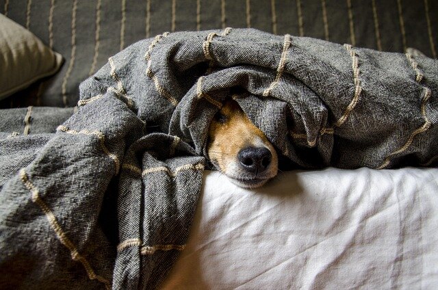 Dog Smell Out of a Mattress