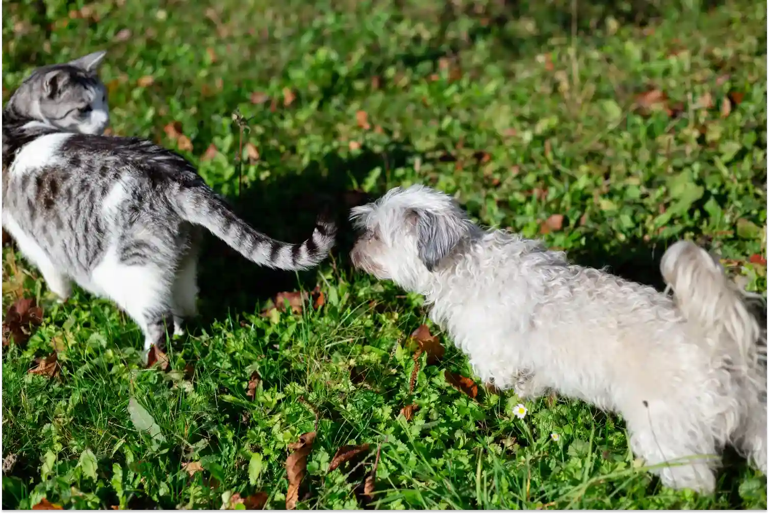 Dogs and Cat Feces Behavior