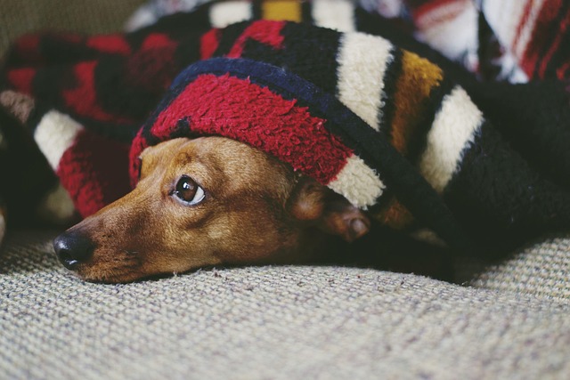 Durable Dog Blankets