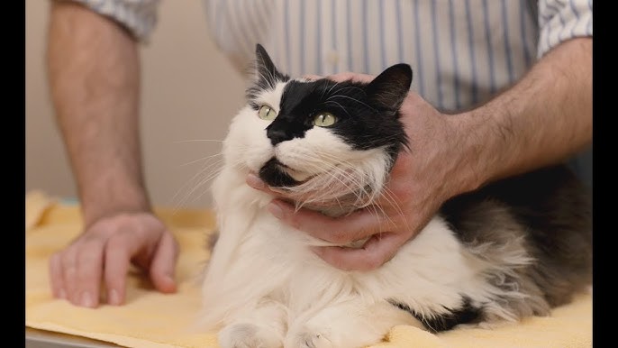Eye Drops Into a Cat