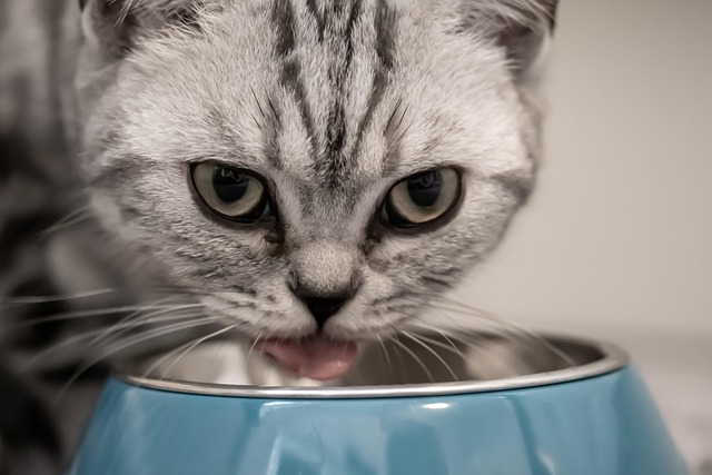 Feed a Cat with an Upset Stomach