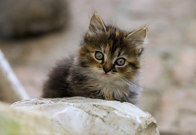 How Many Lives Has a Cat