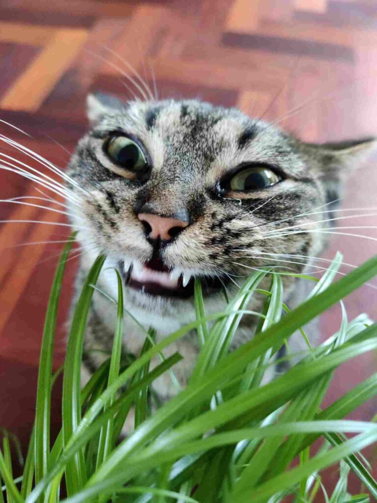 Is Majesty Palm Poisonous to Cats