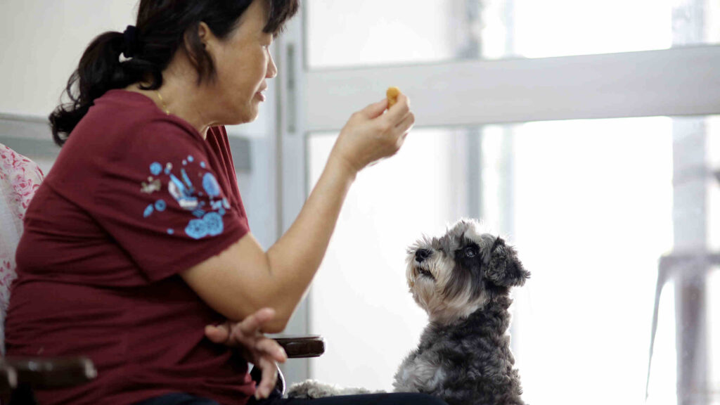 Is Polyethylene Glycol Safe for Dogs