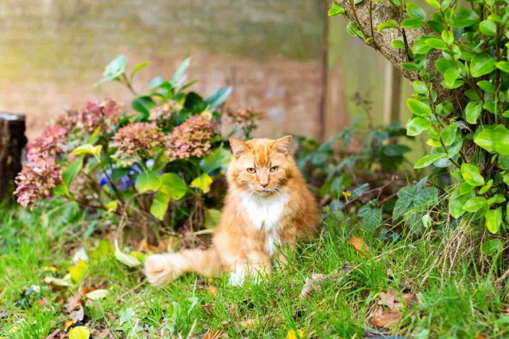 Keep Cats from Using Your Yard as a Litter Box