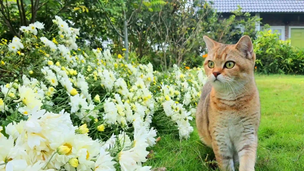 Keep Your Cat Safe from Jasmine Flowers