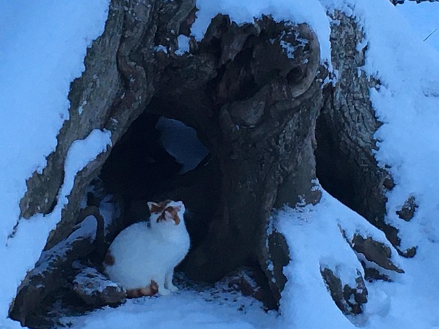 Keep Your Cat Warm in Cold Weather