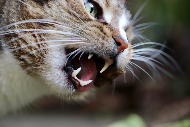 Keep Your Cat's Teeth Healthy