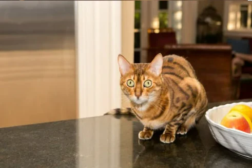 Keeping Cats Off Kitchen Counters