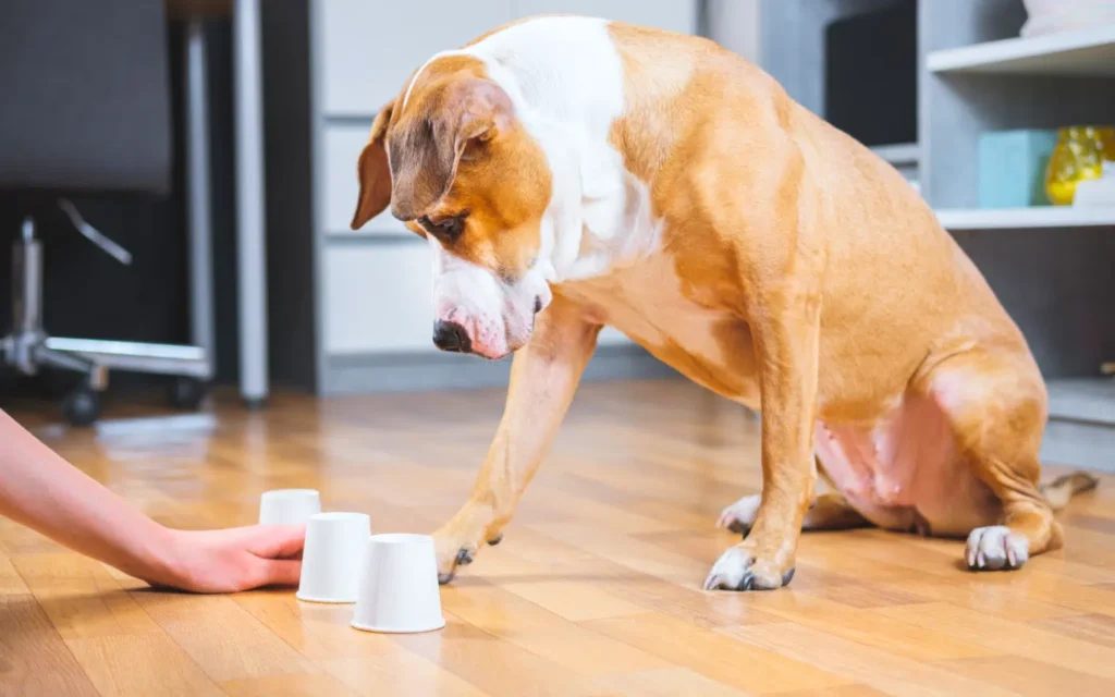 Keeping Dogs Mentally Stimulated