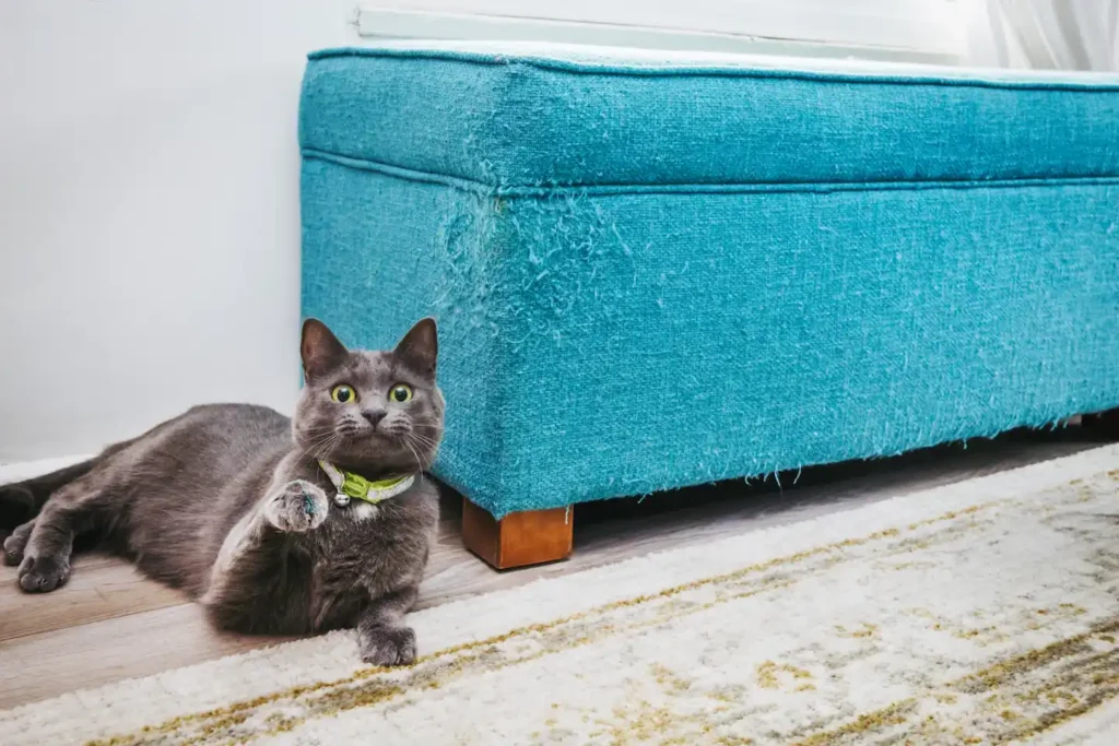 Keeping Sofa Safe From Cats