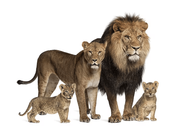 Lion and the Cat Family