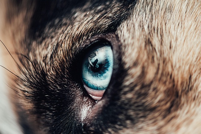 Rinse a Dog’s Eye Safely