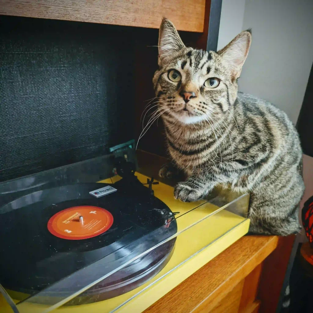 Safe Use of Incense Around Cats