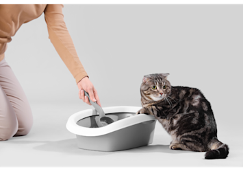 Times a Day Should My Cat Poop