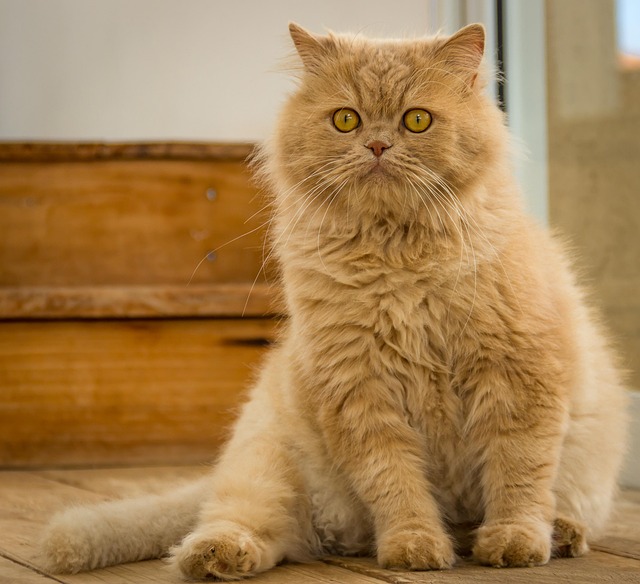 Weight Loss Plan for Your Cat