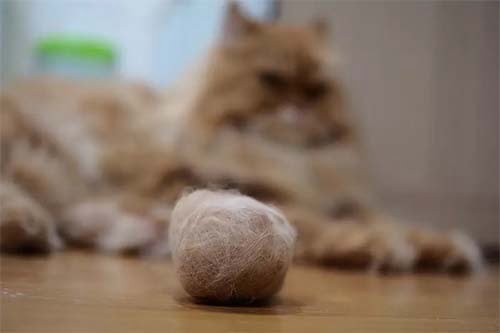 What Causes Hairballs in Cats