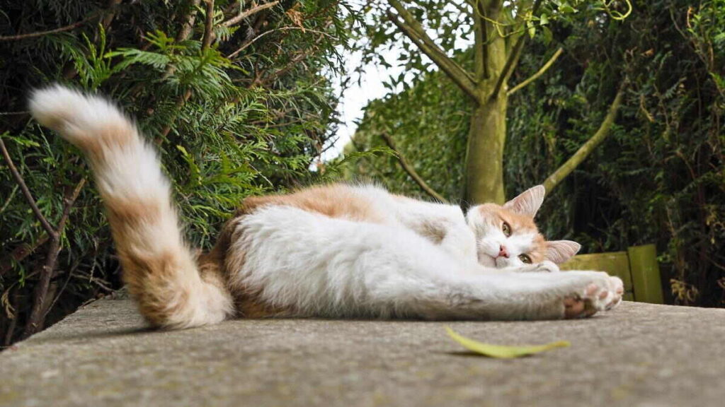 Why Cats Flick Their Tails