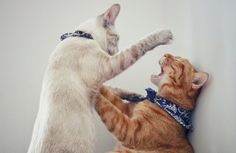 Why Cats Slap Each Other