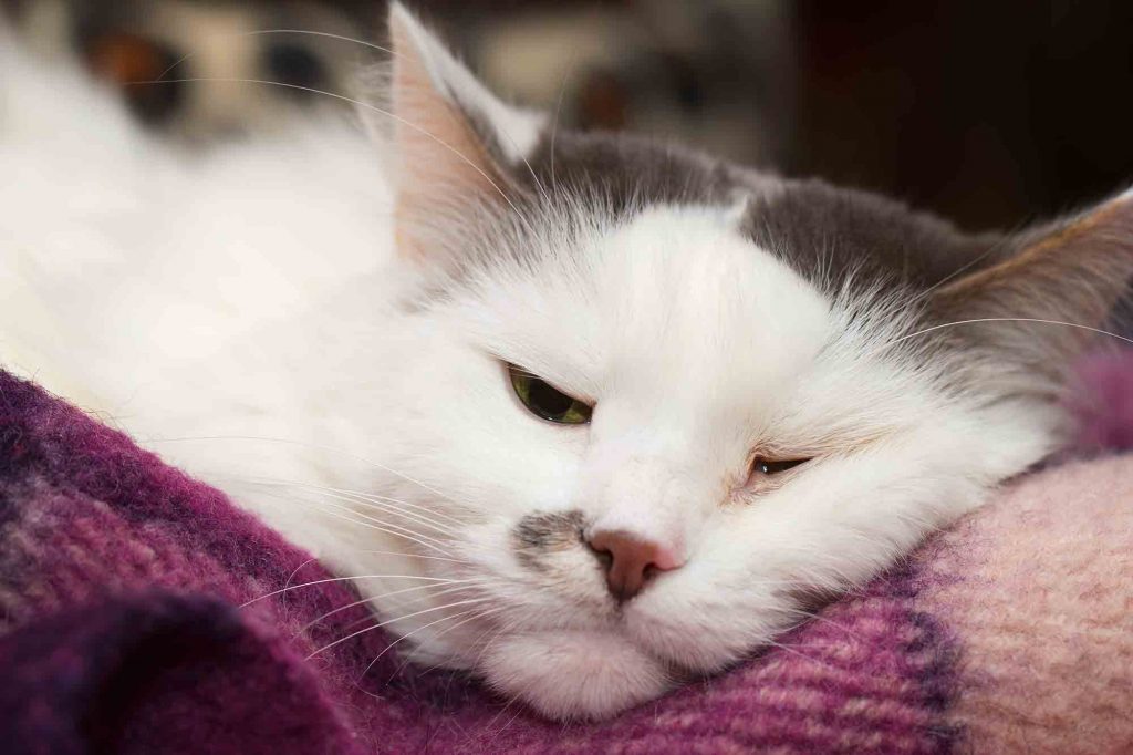 Why Cats Sleep So Much