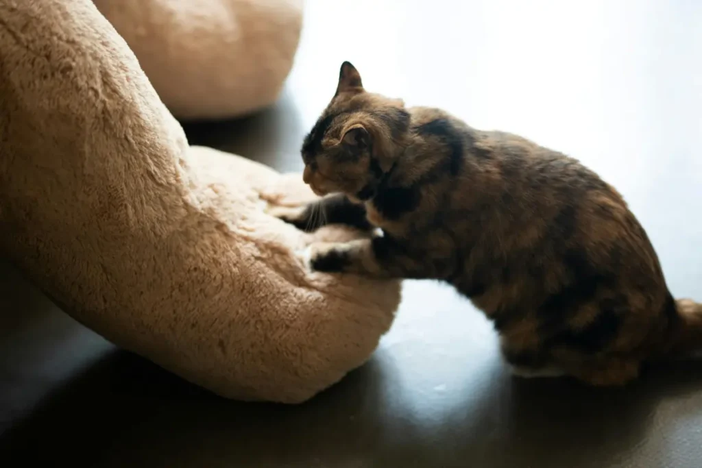 Why Do Cats Knead