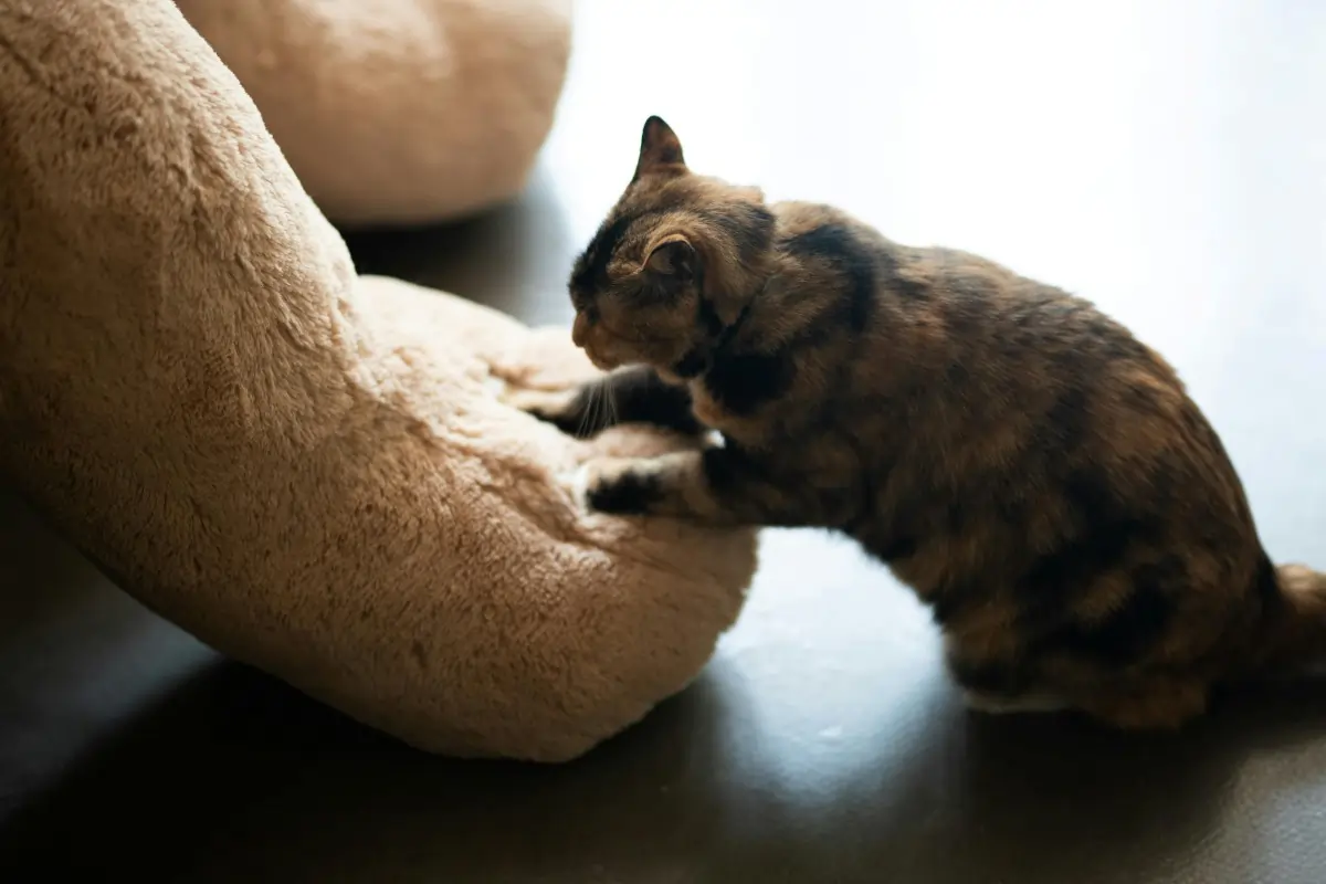 Why Do Cats Knead