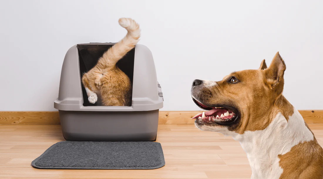 Why Dogs Are Attracted to Cat Litter