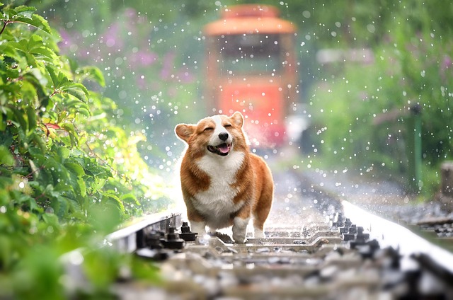 Why Dogs Sneeze
