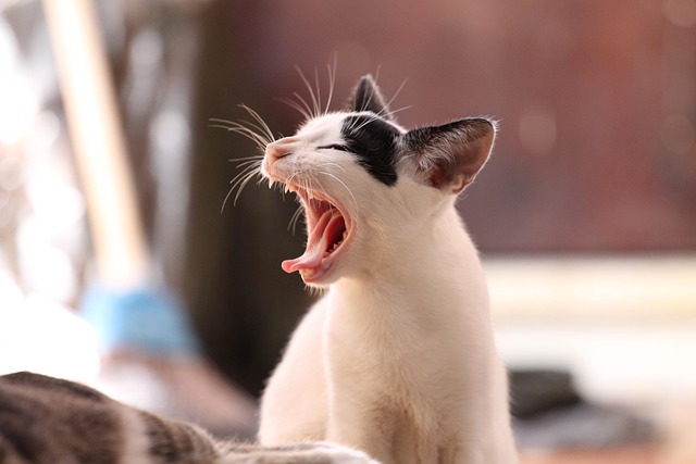 Why My Cat Starts Drooling