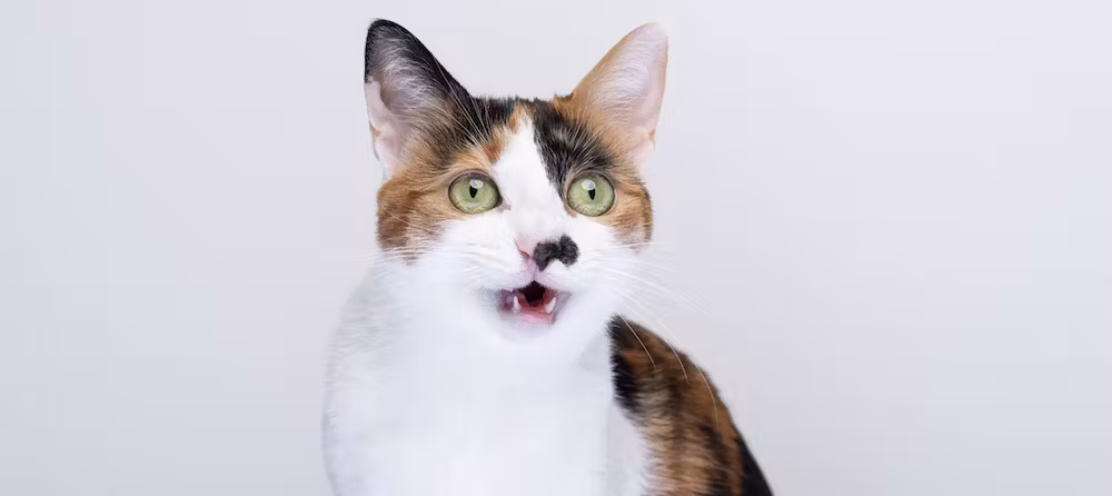 Why Your Cat Keeps Its Mouth Open