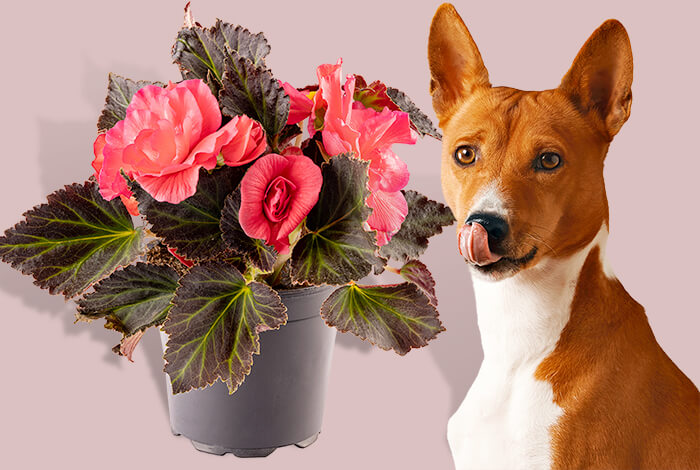 Are Begonias Toxic to Dogs