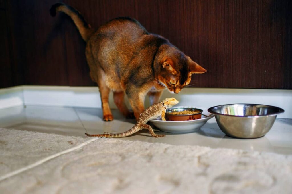 Are Cats Reptilian