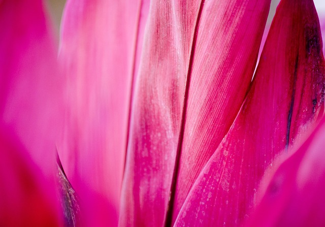 Are Cordylines Toxic to Dogs