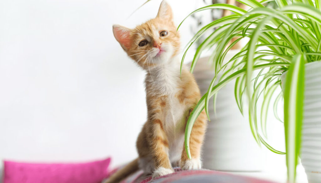 Are Fittonia Toxic to Cats