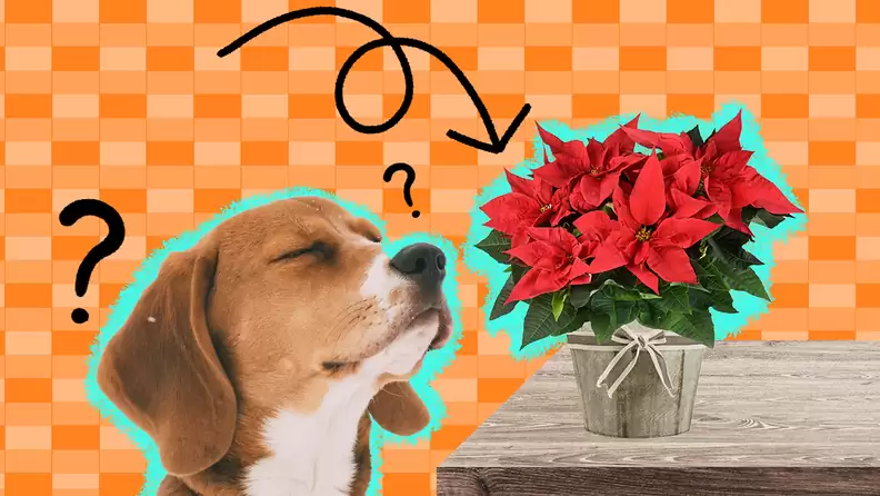 Are Poinsettias Dangerous for Dogs and Cats
