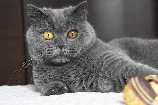 British Blue Cat