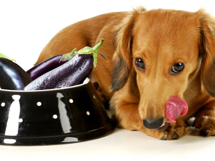 Can Dogs Have Eggplant