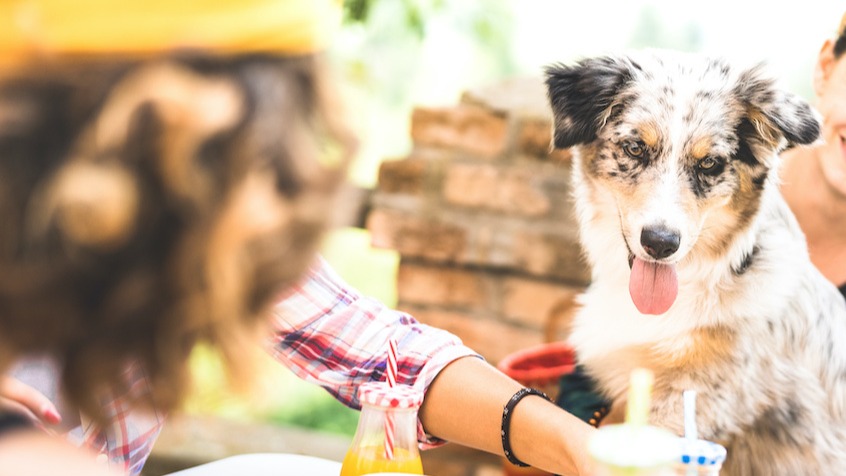 Can Dogs Have Ketchup