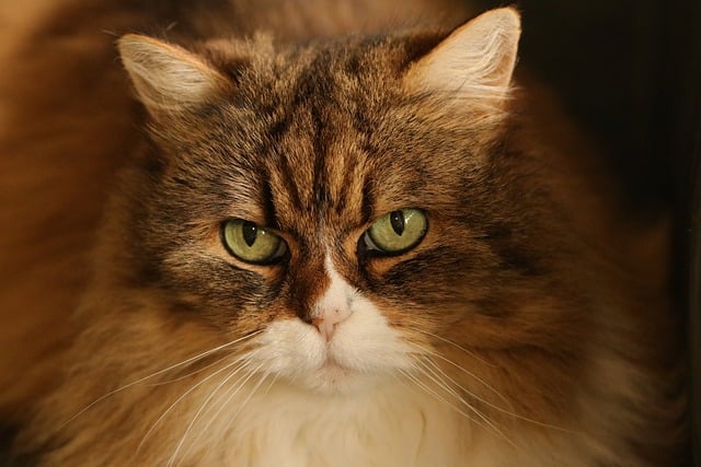 Cat Can Sense Carbon Monoxide