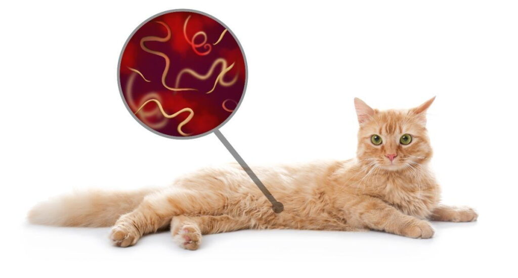 Cat Has Worms