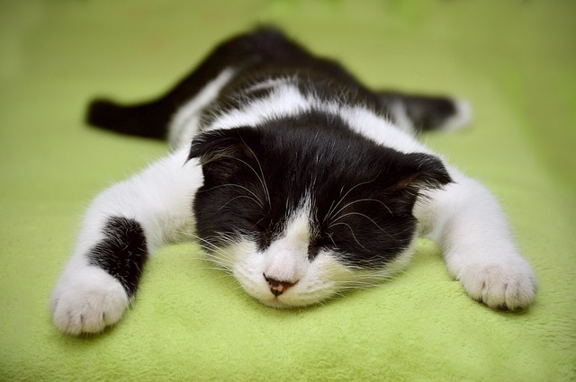 Cat Keeps Rubbing Against You