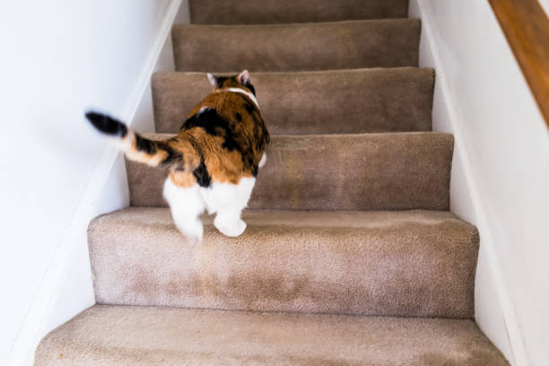 Cat Meows After Pooping